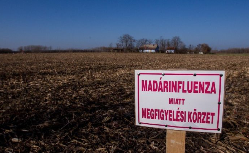 madarinfluenza megfigyelesi korzet